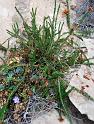 erica terminalis